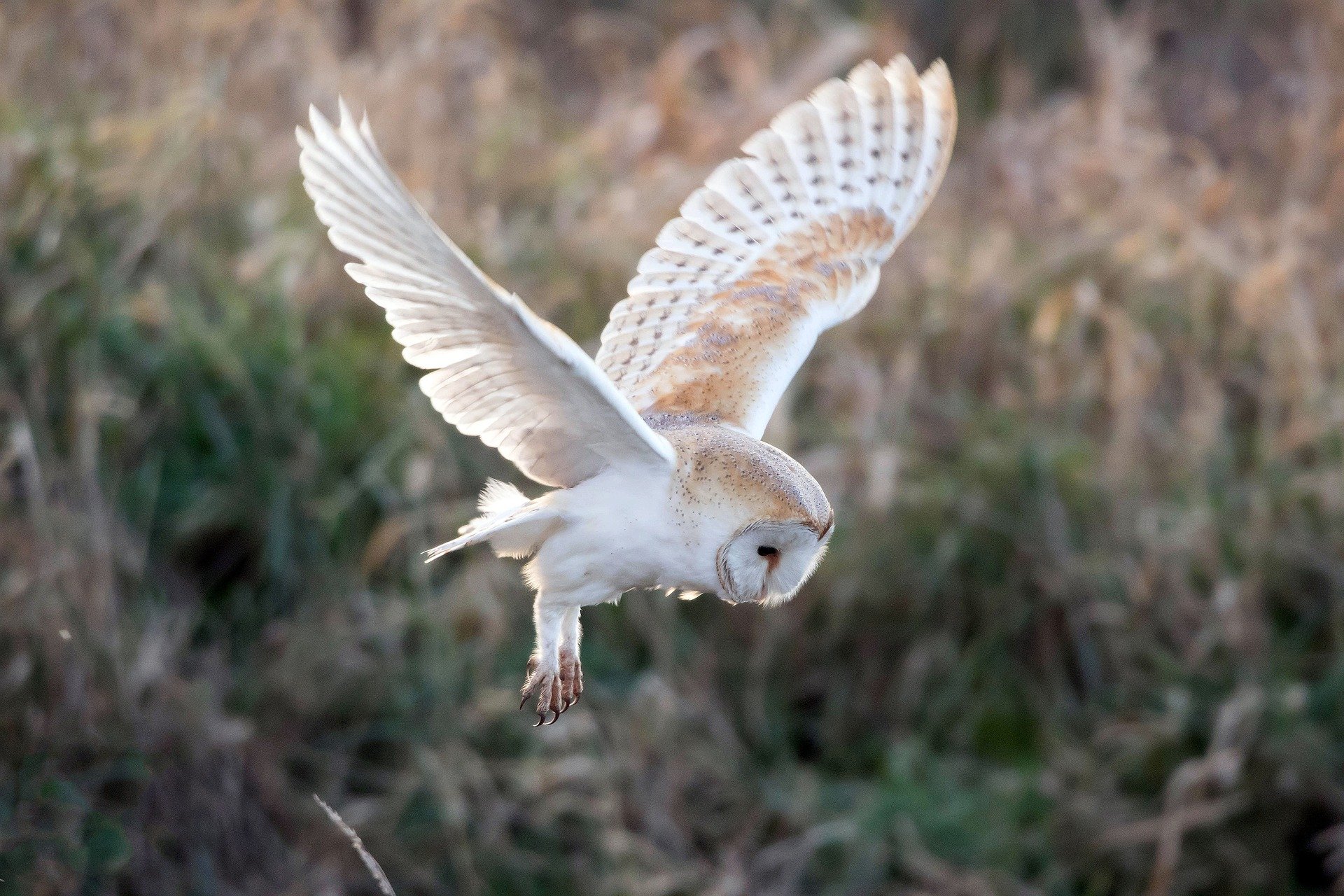 owl-g82714405b_1920