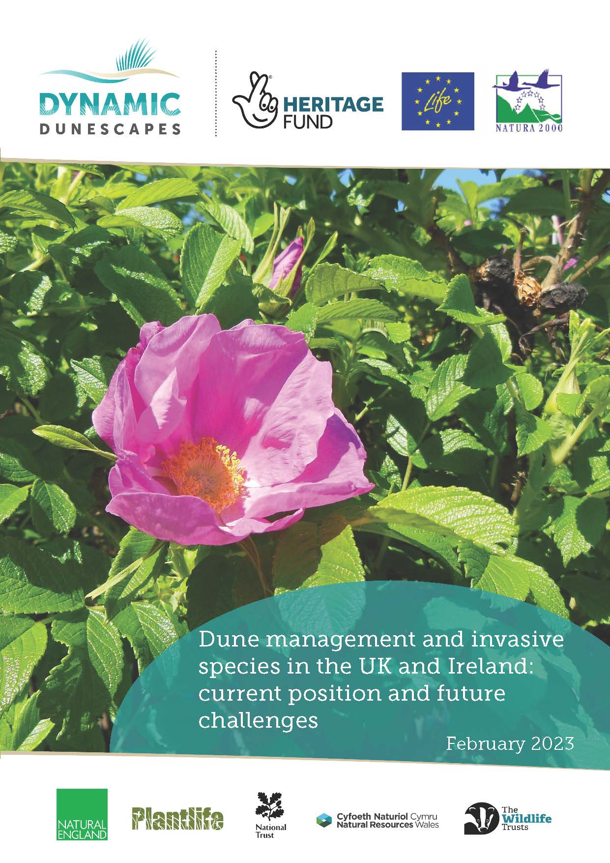 Report cover image with a pink rose on the cover