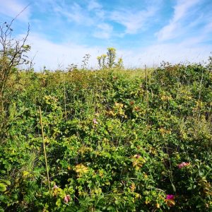 Japanese rose rosa rugosa takes over the sand dunes