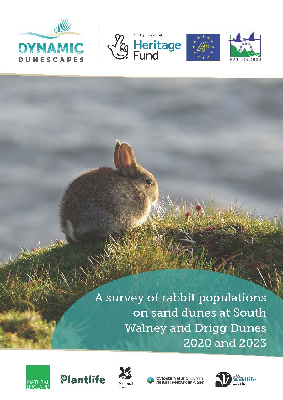 Report cover image with a rabbit