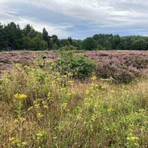 Dune heath with grasses, ragwort, heather and scrub