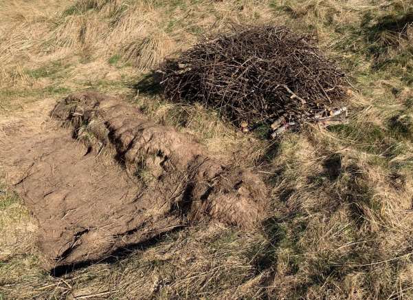 Cumbria Dynamic Dunescapes Project rabbit population enhancement methods1