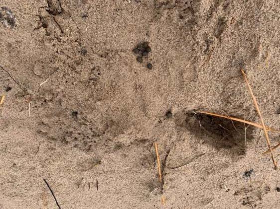 Cumbria Dynamic Dunescapes Project rabbit population enhancement methods2