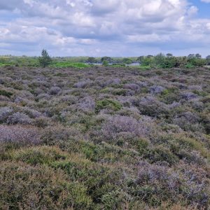 Dune heath at Studland, Dorset