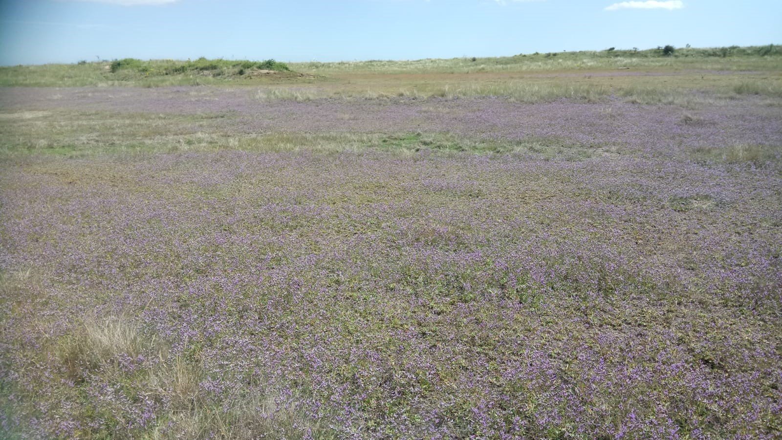 Saltings Meadow SM 21 community with abundant Rock Sea-lavender July 2020.Kev Wilson