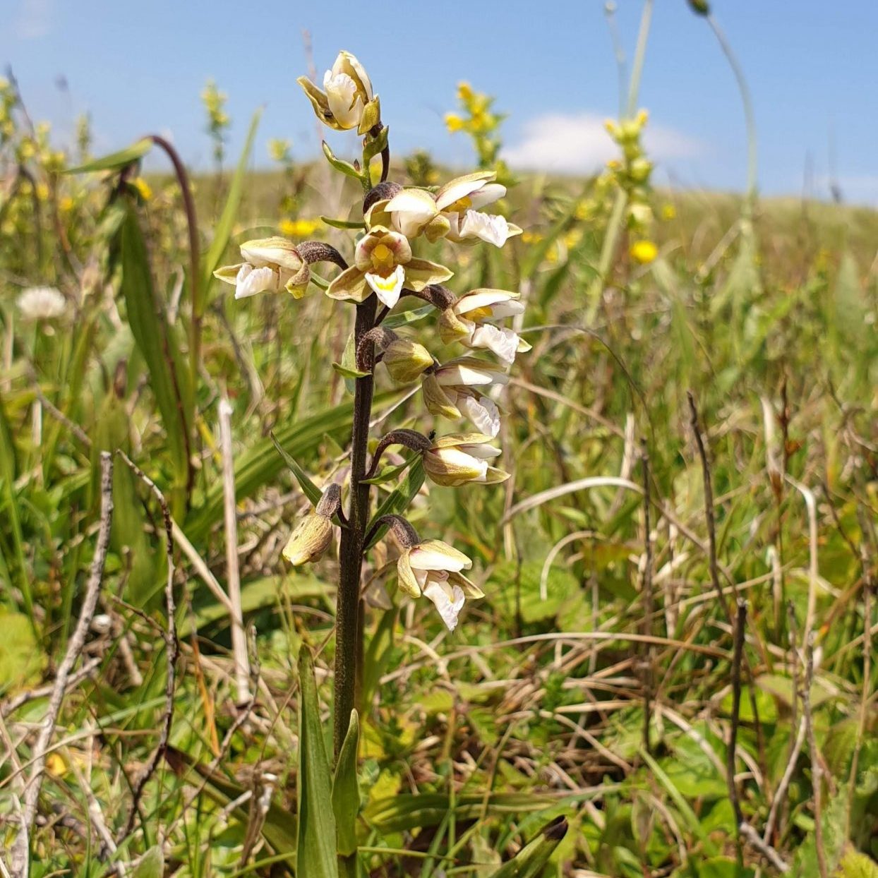 A pretty yellow and purple flower stands in a green grassland with a blue sky behind