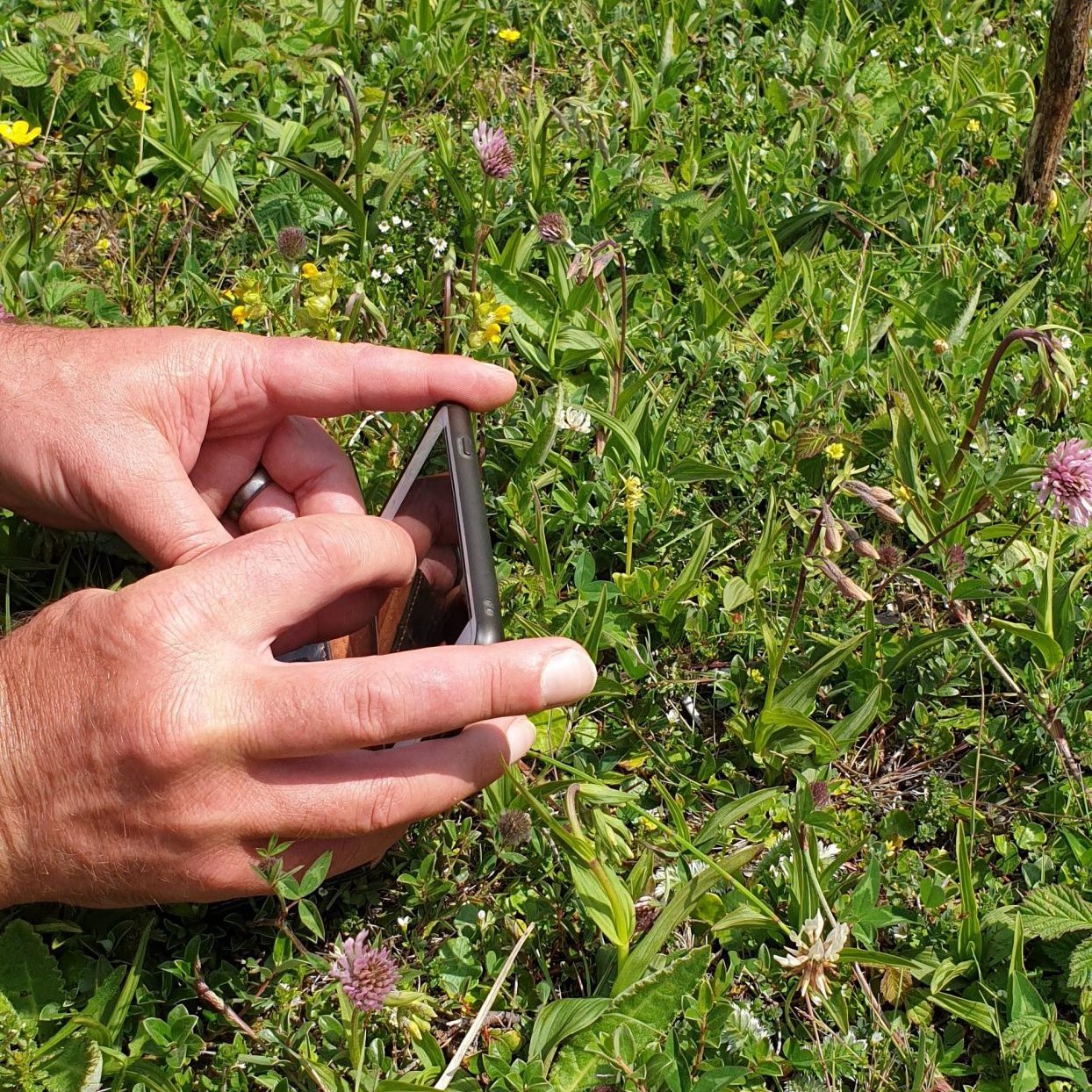 a phone is seen held up to a small yellow flower, taking a photo