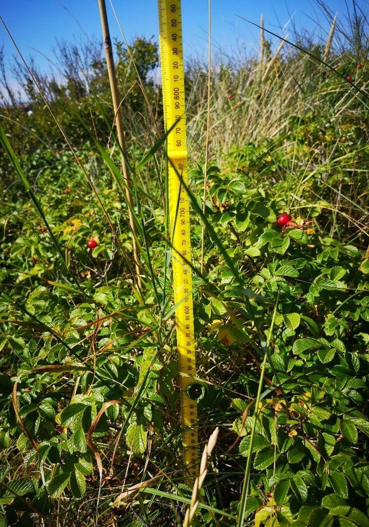 A tape measure in the rosa rugosa to measure the depth