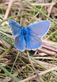 A blue butterfly on dry grass