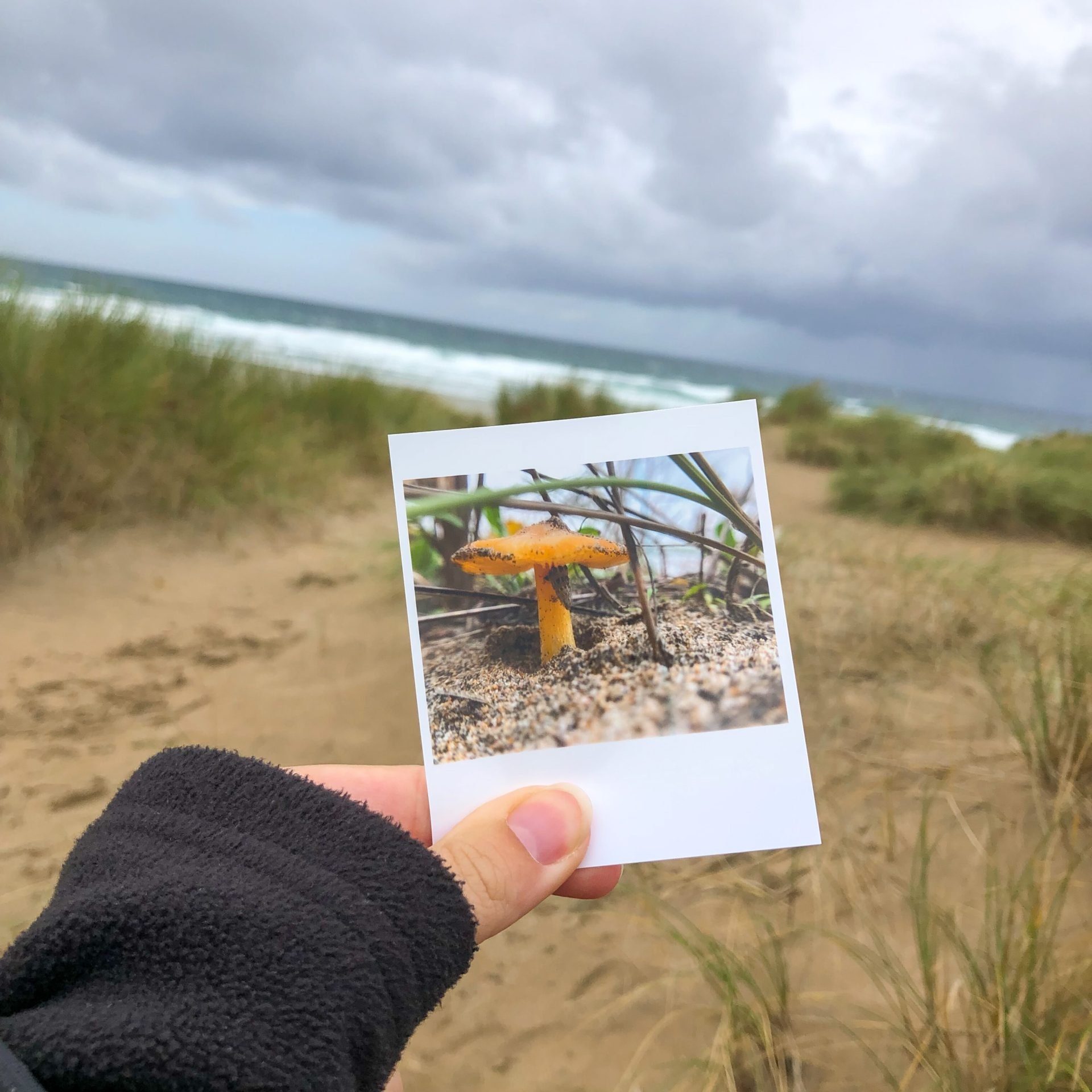 A person holds a polaroid picture of a mushroom up against the dunes background