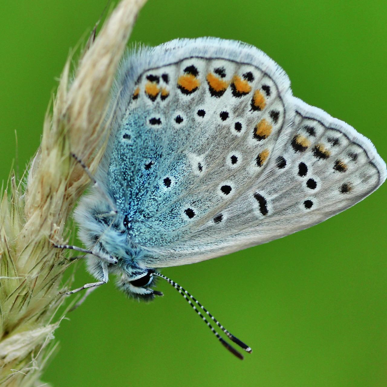 small blue butterfly on a flowering grass