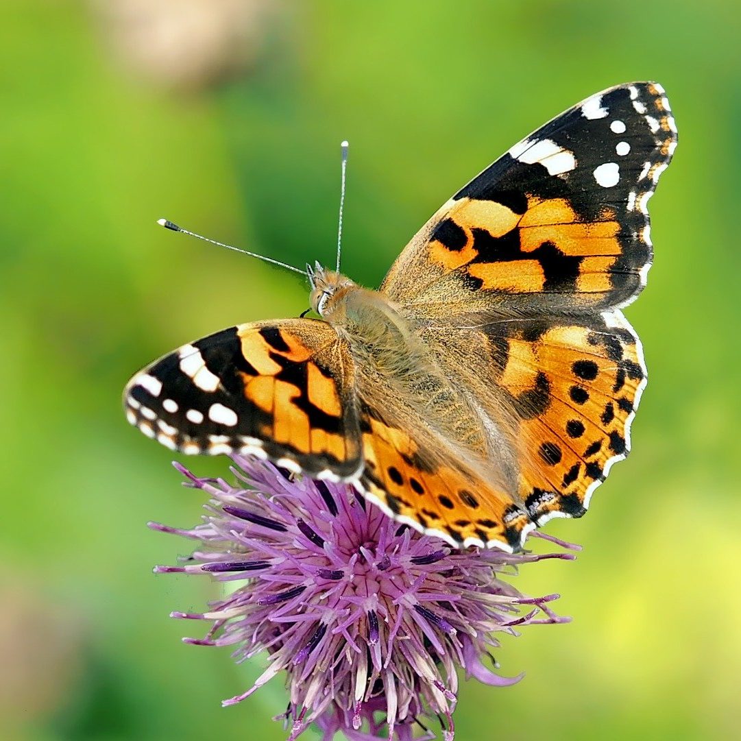 butterfly-1568926_1920