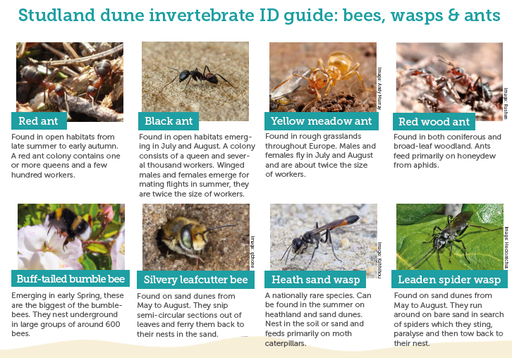 An image of the sand dune invertebrate ID guide that you can download