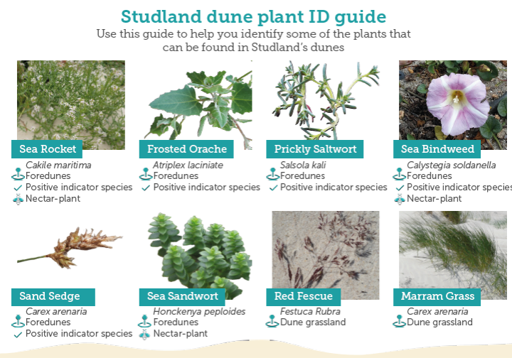 plant (2)